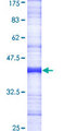 POLG Protein - 12.5% SDS-PAGE Stained with Coomassie Blue.
