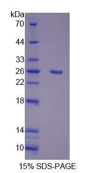 POLG Protein - Recombinant  Polymerase DNA Directed Gamma 1 By SDS-PAGE