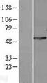 POLG2 Protein - Western validation with an anti-DDK antibody * L: Control HEK293 lysate R: Over-expression lysate