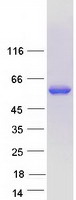 POLG2 Protein - Purified recombinant protein POLG2 was analyzed by SDS-PAGE gel and Coomassie Blue Staining