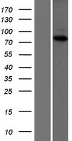 POLH / DNA Polymerase Eta Protein - Western validation with an anti-DDK antibody * L: Control HEK293 lysate R: Over-expression lysate