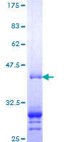 POLI Protein - 12.5% SDS-PAGE Stained with Coomassie Blue.