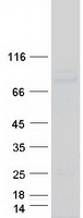 POLI Protein - Purified recombinant protein POLI was analyzed by SDS-PAGE gel and Coomassie Blue Staining