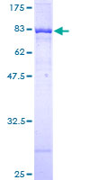 POLK / DNA Polymerase Kappa Protein - 12.5% SDS-PAGE of human POLK stained with Coomassie Blue