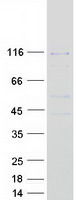 POLK / DNA Polymerase Kappa Protein - Purified recombinant protein POLK was analyzed by SDS-PAGE gel and Coomassie Blue Staining