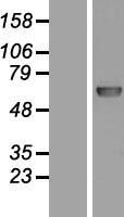 POLL / DNA Polymerase Lambda Protein - Western validation with an anti-DDK antibody * L: Control HEK293 lysate R: Over-expression lysate