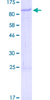 POLL / DNA Polymerase Lambda Protein - 12.5% SDS-PAGE of human POLL stained with Coomassie Blue