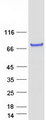 POLL / DNA Polymerase Lambda Protein - Purified recombinant protein POLL was analyzed by SDS-PAGE gel and Coomassie Blue Staining