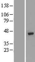 POLM / DNA Polymerase Mu Protein - Western validation with an anti-DDK antibody * L: Control HEK293 lysate R: Over-expression lysate