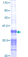 POLN Protein - 12.5% SDS-PAGE Stained with Coomassie Blue.