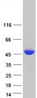 POLR1C / RPA39 Protein - Purified recombinant protein POLR1C was analyzed by SDS-PAGE gel and Coomassie Blue Staining