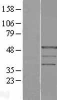 POLR1E Protein - Western validation with an anti-DDK antibody * L: Control HEK293 lysate R: Over-expression lysate