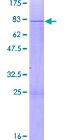 POLR1E Protein - 12.5% SDS-PAGE of human PRAF1 stained with Coomassie Blue