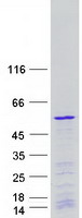 POLR1E Protein - Purified recombinant protein POLR1E was analyzed by SDS-PAGE gel and Coomassie Blue Staining