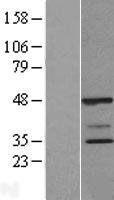 POLR2C Protein - Western validation with an anti-DDK antibody * L: Control HEK293 lysate R: Over-expression lysate