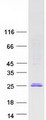 POLR2F Protein - Purified recombinant protein POLR2F was analyzed by SDS-PAGE gel and Coomassie Blue Staining