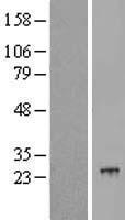 POLR2G / RPB7 Protein - Western validation with an anti-DDK antibody * L: Control HEK293 lysate R: Over-expression lysate