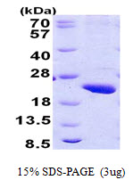 POLR2H / RPB8 Protein