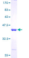 POLR2J Protein - 12.5% SDS-PAGE of human POLR2J stained with Coomassie Blue