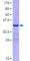POLR2J2 Protein - 12.5% SDS-PAGE of human POLR2J2 stained with Coomassie Blue