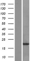 POLR2J3 Protein - Western validation with an anti-DDK antibody * L: Control HEK293 lysate R: Over-expression lysate
