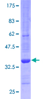 POLR2L Protein - 12.5% SDS-PAGE of human POLR2L stained with Coomassie Blue