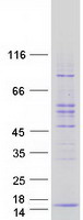POLR2L Protein - Purified recombinant protein POLR2L was analyzed by SDS-PAGE gel and Coomassie Blue Staining