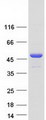 POLR2M Protein - Purified recombinant protein POLR2M was analyzed by SDS-PAGE gel and Coomassie Blue Staining