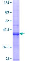 POLR3B Protein - 12.5% SDS-PAGE Stained with Coomassie Blue.
