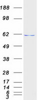 POLR3C Protein - Purified recombinant protein POLR3C was analyzed by SDS-PAGE gel and Coomassie Blue Staining