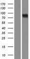 POLR3E / SIN Protein - Western validation with an anti-DDK antibody * L: Control HEK293 lysate R: Over-expression lysate