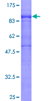POLR3E / SIN Protein - 12.5% SDS-PAGE of human POLR3E stained with Coomassie Blue