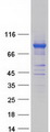 POLR3E / SIN Protein - Purified recombinant protein POLR3E was analyzed by SDS-PAGE gel and Coomassie Blue Staining