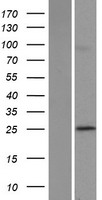 POLR3G Protein - Western validation with an anti-DDK antibody * L: Control HEK293 lysate R: Over-expression lysate