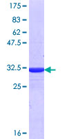 POLR3G Protein - 12.5% SDS-PAGE Stained with Coomassie Blue.