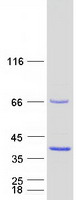 POLR3GL Protein - Purified recombinant protein POLR3GL was analyzed by SDS-PAGE gel and Coomassie Blue Staining