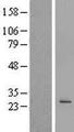 POLR3H Protein - Western validation with an anti-DDK antibody * L: Control HEK293 lysate R: Over-expression lysate