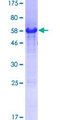 POLR3H Protein - 12.5% SDS-PAGE of human POLR3H stained with Coomassie Blue