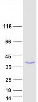 POLR3H Protein - Purified recombinant protein POLR3H was analyzed by SDS-PAGE gel and Coomassie Blue Staining