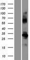 POM121L12 Protein - Western validation with an anti-DDK antibody * L: Control HEK293 lysate R: Over-expression lysate