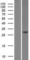 POMC / Proopiomelanocortin Protein - Western validation with an anti-DDK antibody * L: Control HEK293 lysate R: Over-expression lysate
