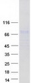 POMGNT2 / GTDC2 Protein - Purified recombinant protein POMGNT2 was analyzed by SDS-PAGE gel and Coomassie Blue Staining