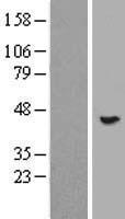 POMK / SGK196 Protein - Western validation with an anti-DDK antibody * L: Control HEK293 lysate R: Over-expression lysate