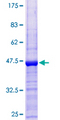 POMP / HSPC014 Protein - 12.5% SDS-PAGE of human C13orf12 stained with Coomassie Blue