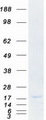 POMP / HSPC014 Protein - Purified recombinant protein POMP was analyzed by SDS-PAGE gel and Coomassie Blue Staining