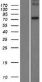 POMT1 Protein - Western validation with an anti-DDK antibody * L: Control HEK293 lysate R: Over-expression lysate