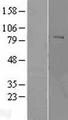 POMT2 Protein - Western validation with an anti-DDK antibody * L: Control HEK293 lysate R: Over-expression lysate