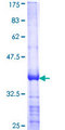 PON1 / ESA Protein - 12.5% SDS-PAGE Stained with Coomassie Blue