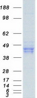 PON1 / ESA Protein - Purified recombinant protein PON1 was analyzed by SDS-PAGE gel and Coomassie Blue Staining