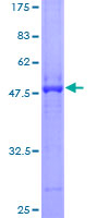 PON2 Protein - 12.5% SDS-PAGE of human PON2 stained with Coomassie Blue